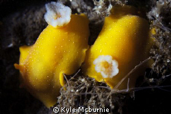 found these two nudis in the la jolla canyon
canon 40d +... by Kyle Mcburnie 